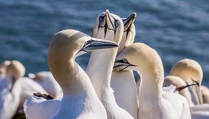 ky体育娱乐-莱万状态火热，连续7场在德甲破门，莱万2020集锦