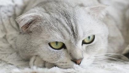 ky体育娱乐-莱万状态火热，连续7场在德甲破门，莱万2020集锦