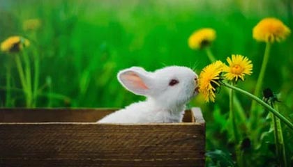 ky体育娱乐-莱万状态火热，连续7场在德甲破门，莱万2020集锦